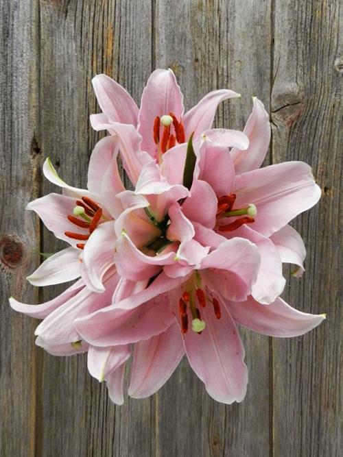 SORBONNE  PINK ORIENTAL LILIES